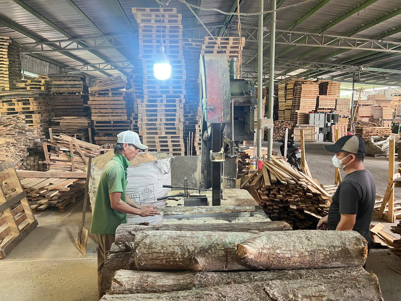 Các loại gỗ phổ biến dùng làm pallet gỗ